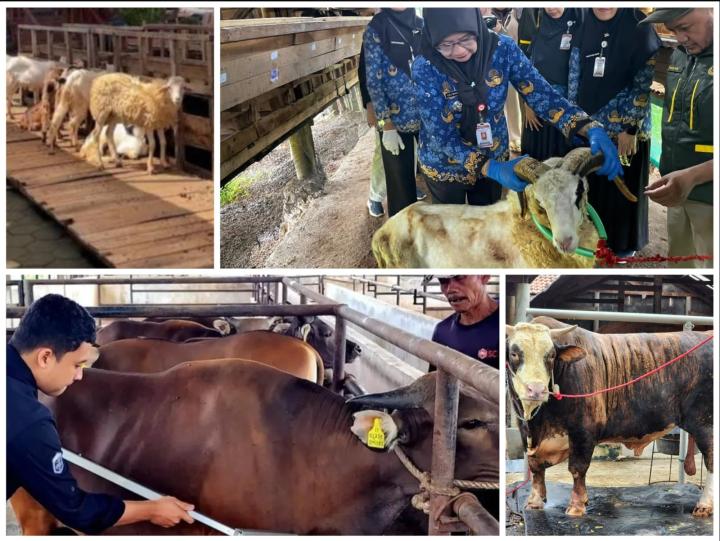 Antusiasme Berkurban Meningkat, Pemotongan Sapi di Lampung Tembus 24.986 Ekor
